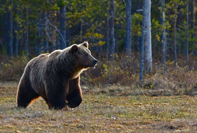 From Banff: Banff Wildlife & Scenic Highlights Premium Tour - A practical look at the three-hour route