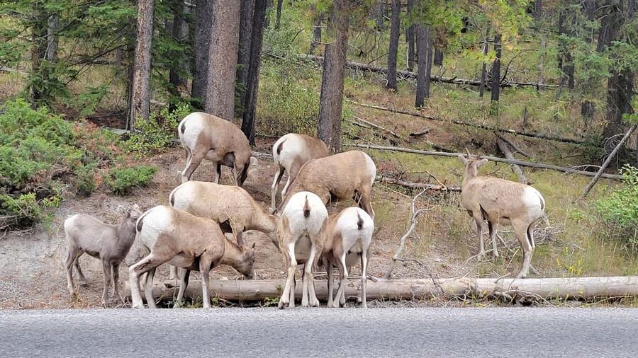 From Calgary to Banff: Day Trip with Wolfdog Sanctuary Visit - Bow Falls and the Fairmont Banff Springs Hotel