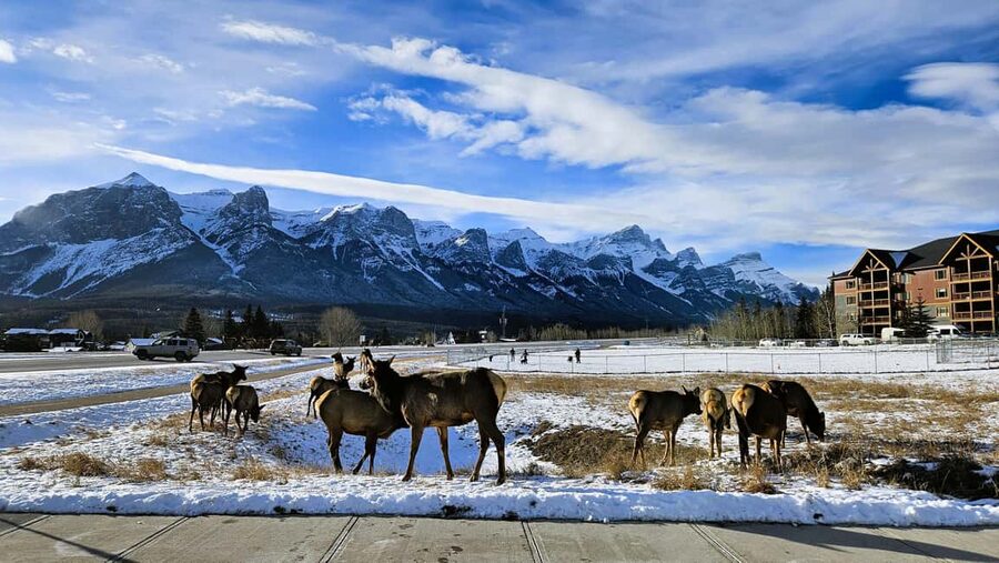 From Calgary to Banff: Day Trip with Wolfdog Sanctuary Visit - Seventy-Five Minutes on Banff Avenue