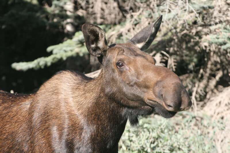 From Jasper: Jasper National Park Wildlife Discovery Tour - Who should book this Jasper wildlife tour?