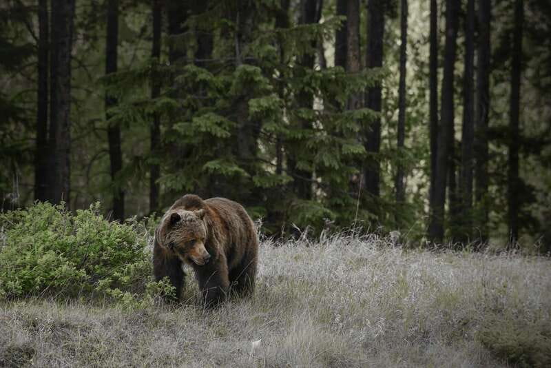 From Jasper: Jasper National Park Wildlife Discovery Tour - The three-hour Jasper National Park route