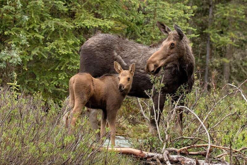 From Jasper: Jasper National Park Wildlife Discovery Tour - Wildlife sightings depend on timing and luck
