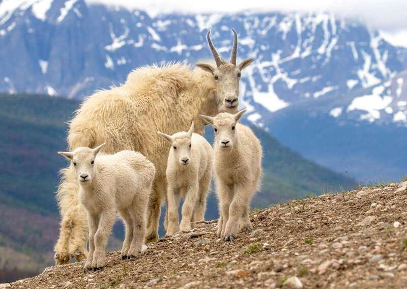 From Jasper: Jasper National Park Wildlife Discovery Tour - The guide’s stories are part of the value