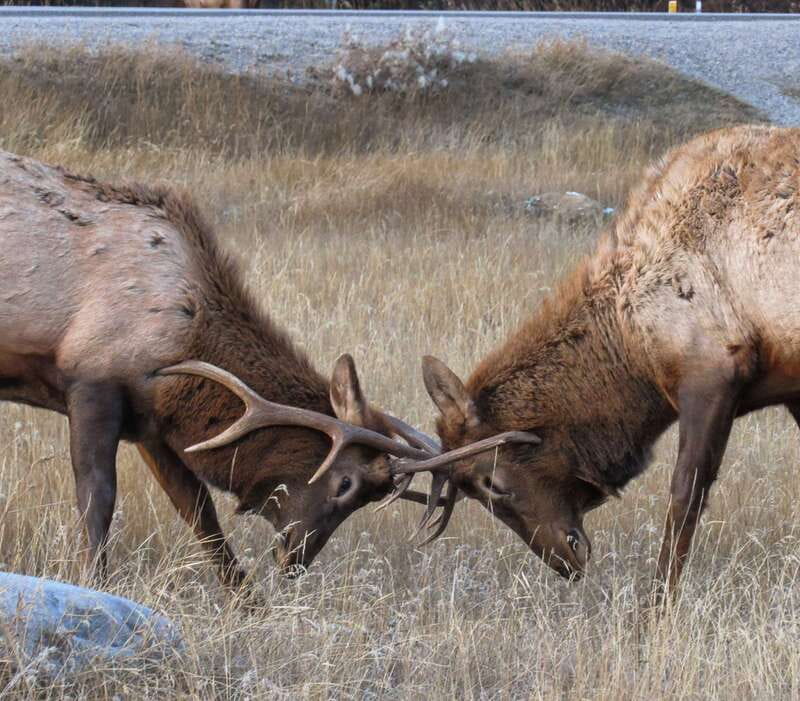 From Jasper: Jasper National Park Wildlife Discovery Tour - What the vehicle format means for comfort