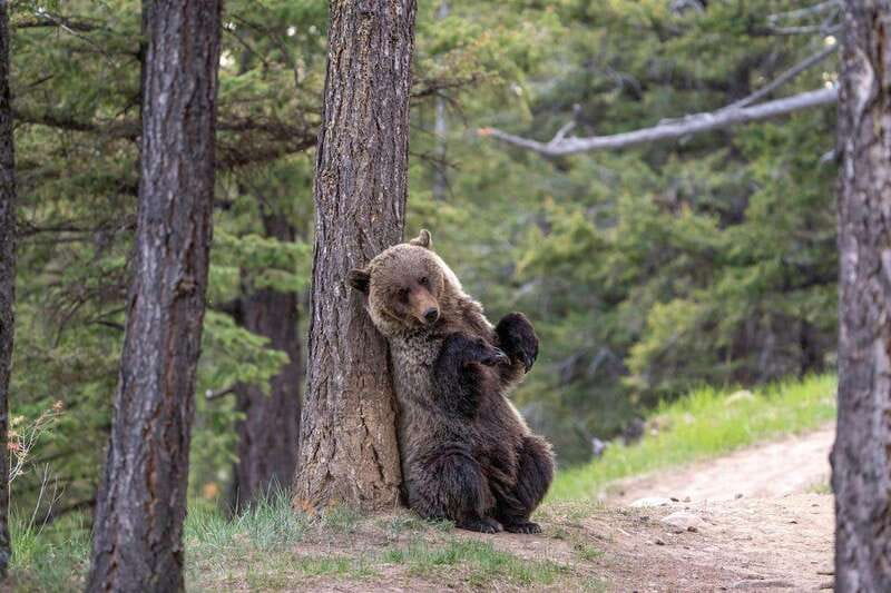 From Jasper: Jasper National Park Wildlife Discovery Tour - How to plan your day around the tour