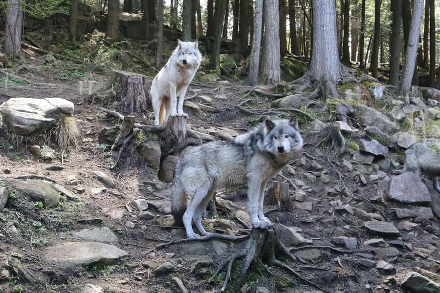 From Montreal: Omega Park Wildlife Safari Calling Sounds - Key points at a glance
