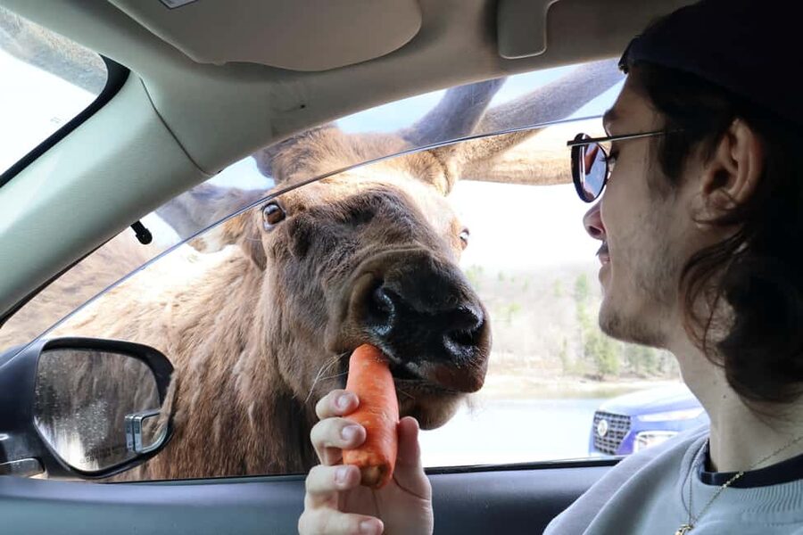From Montreal: Omega Park Wildlife Safari Calling Sounds - Who should book this safari
