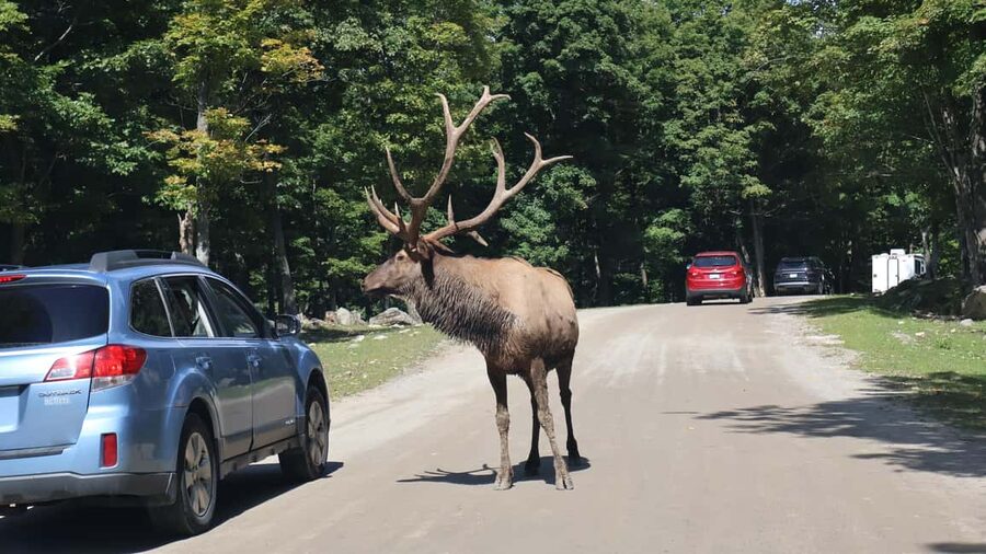 From Montreal: Omega Park Wildlife Safari Calling Sounds - Leaving Montreal for Omega Park
