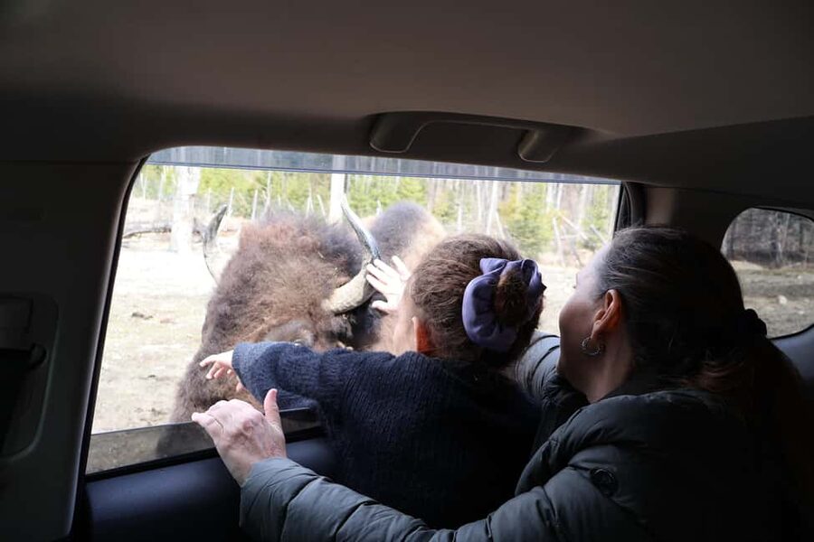 From Montreal: Omega Park Wildlife Safari Calling Sounds - Feeding selected animals responsibly