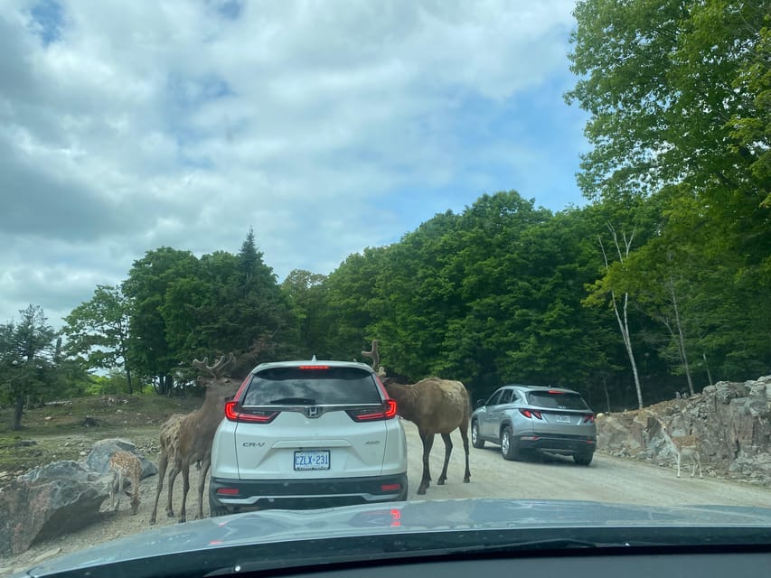 From Montreal: Omega Park Wildlife Safari Calling Sounds - Binoculars, sound, and the animal encounters