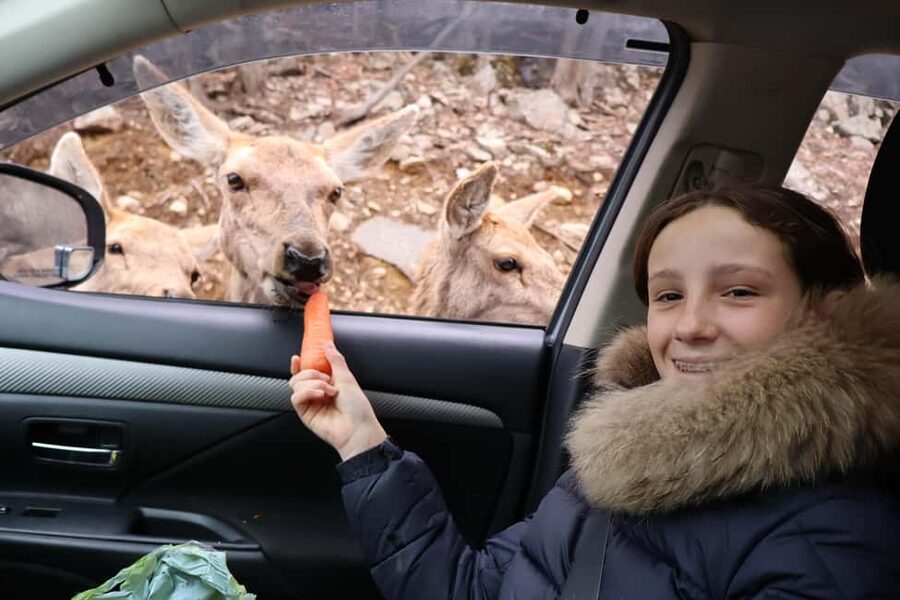 From Montreal: Omega Park Wildlife Safari Calling Sounds - A break at Montebello Lodge