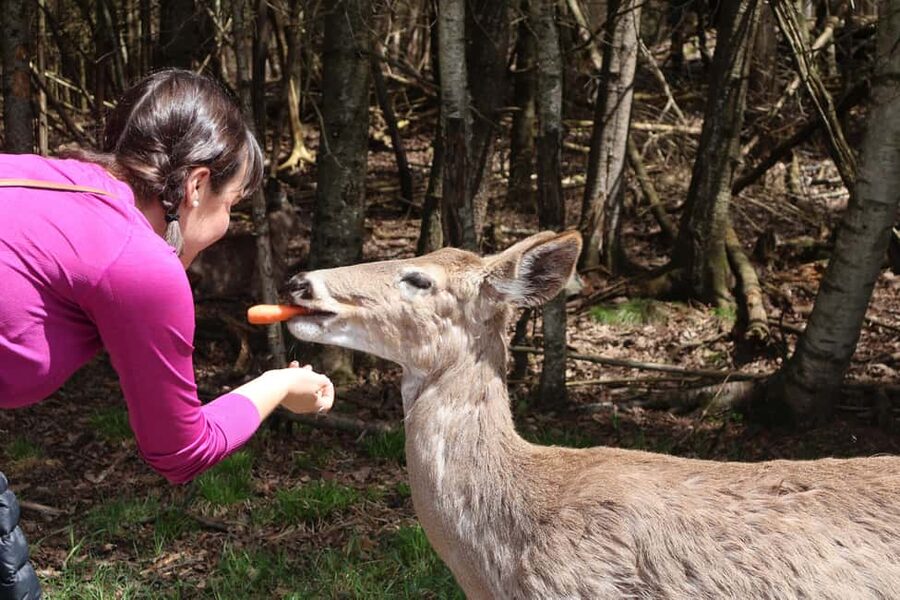 From Montreal: Omega Park Wildlife Safari Calling Sounds - What $264 includes