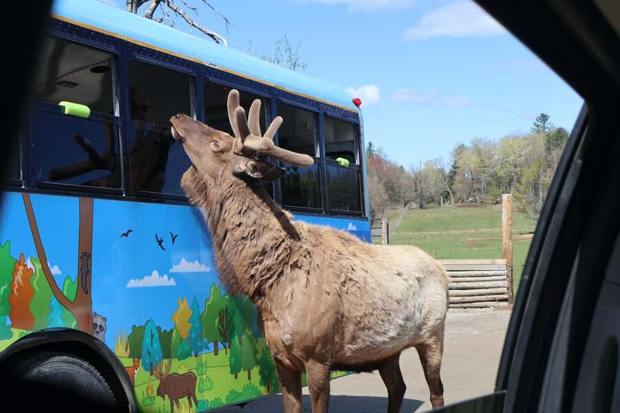 From Montreal: Omega Park Wildlife Safari Calling Sounds - How the guiding affects the experience