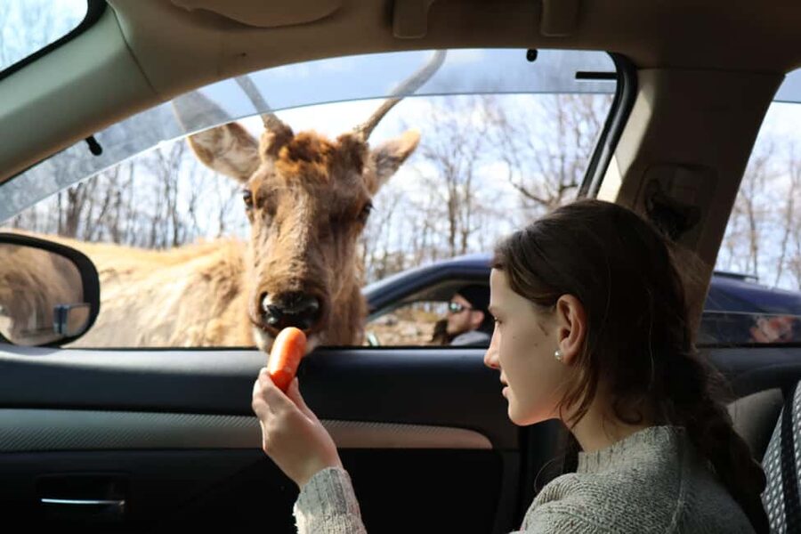 From Montreal: Omega Park Wildlife Safari Calling Sounds - Seeing Omega Park by vehicle