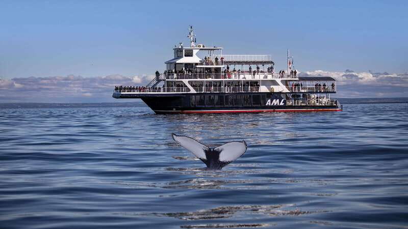 From Quebec City: Whale Watching Excursion Full-Day Trip - Key points to know before booking