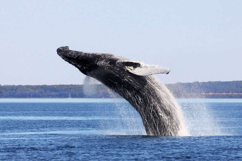 From Quebec City: Whale Watching Excursion Full-Day Trip - From Fontaine de Tourny to the St. Lawrence