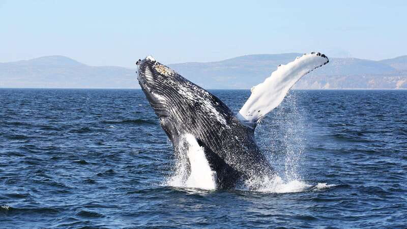 From Quebec City: Whale Watching Excursion Full-Day Trip - Baie-Sainte-Catherine and the launch point