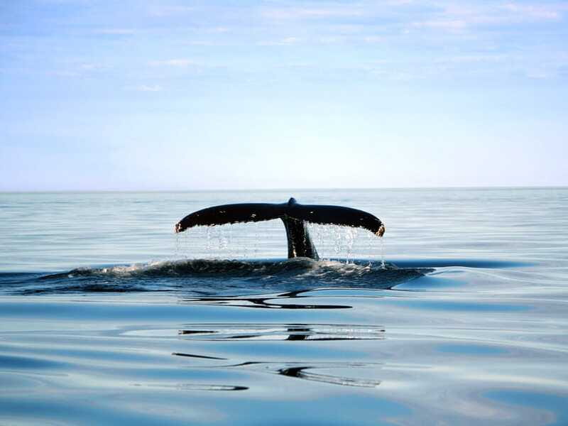 From Quebec City: Whale Watching Excursion Full-Day Trip - Choosing the Zodiac