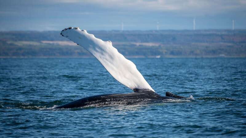 From Quebec City: Whale Watching Excursion Full-Day Trip - The scenic stops and viewpoints