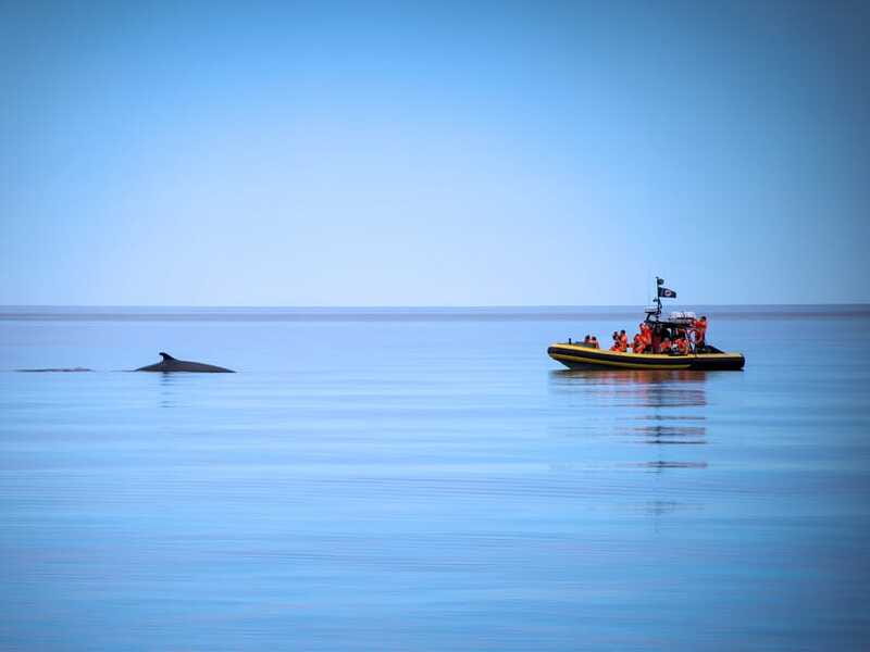 From Quebec City: Whale Watching Excursion Full-Day Trip - Is $186 a fair price?