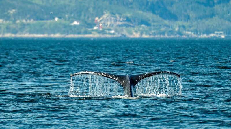From Quebec City: Whale Watching Excursion Full-Day Trip - The three-hour ride through Charlevoix
