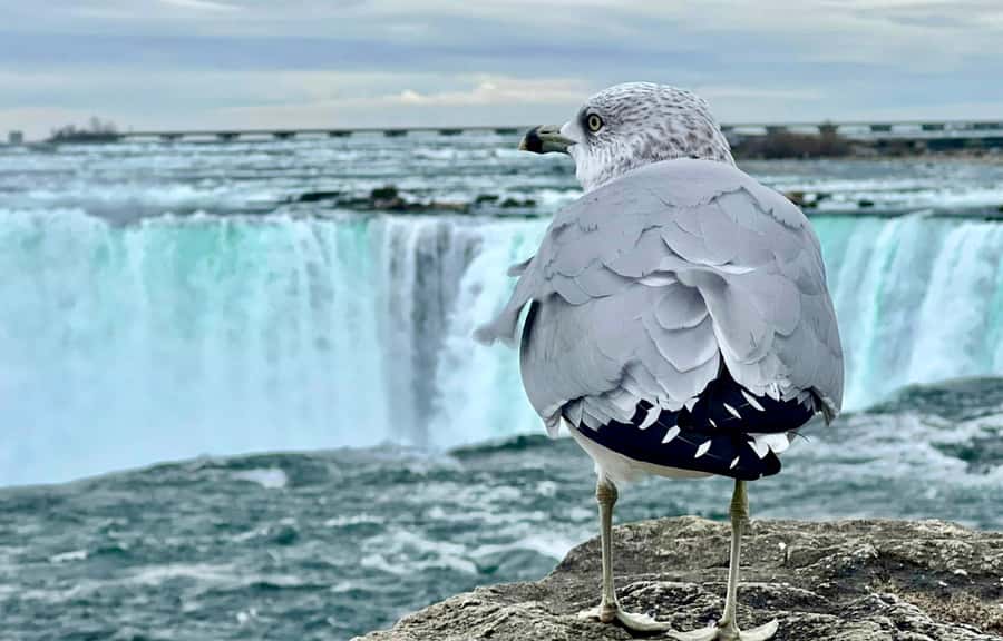 From Toronto: Niagara Falls Tour + Boat Ride and/or Journey - Photo stops along the Niagara River