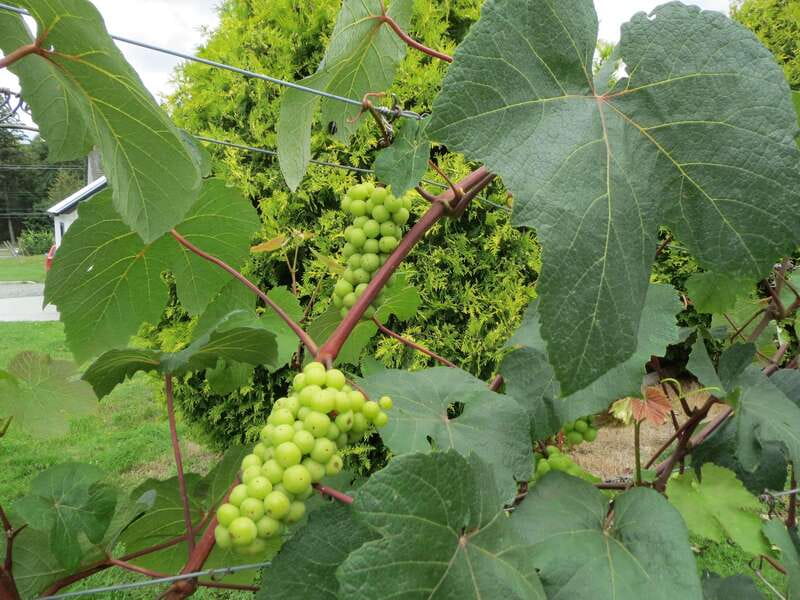 From Vancouver: Half-Day Fraser Valley Wine Tour - Township 7 and the value of comparing producers