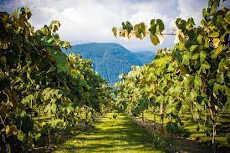 From Vancouver: Half-Day Fraser Valley Wine Tour - Extra wineries if the timing works