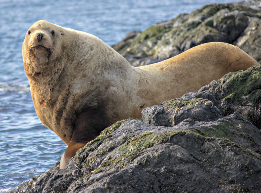 From Victoria: Whale Watching Marine Wildlife Excursion - Should you book this Victoria Zodiac trip?