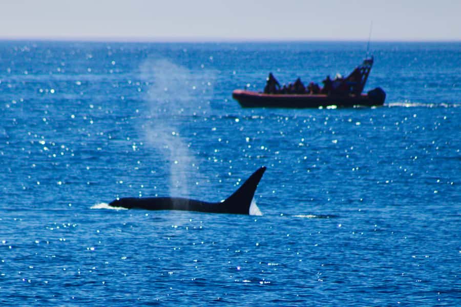 From Victoria: Whale Watching Marine Wildlife Excursion - Leaving Wharf Street for the Salish Sea