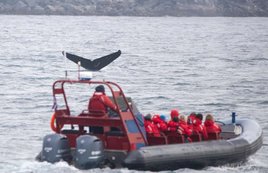 From Victoria: Whale Watching Marine Wildlife Excursion - Searching Juan de Fuca and Haro Strait