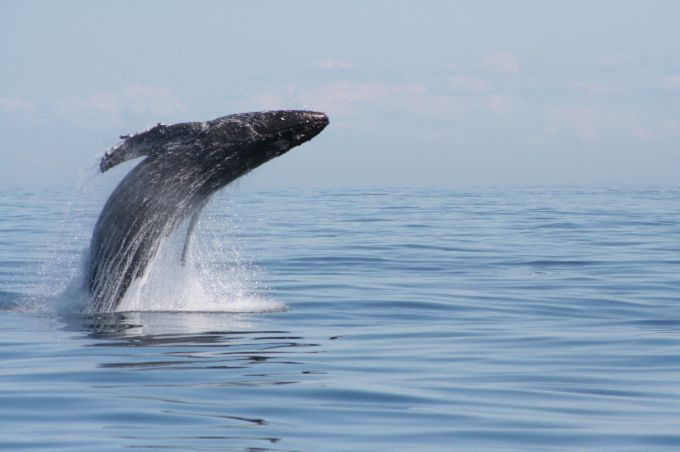 From Victoria: Whale Watching Marine Wildlife Excursion - Watching whales in their own environment