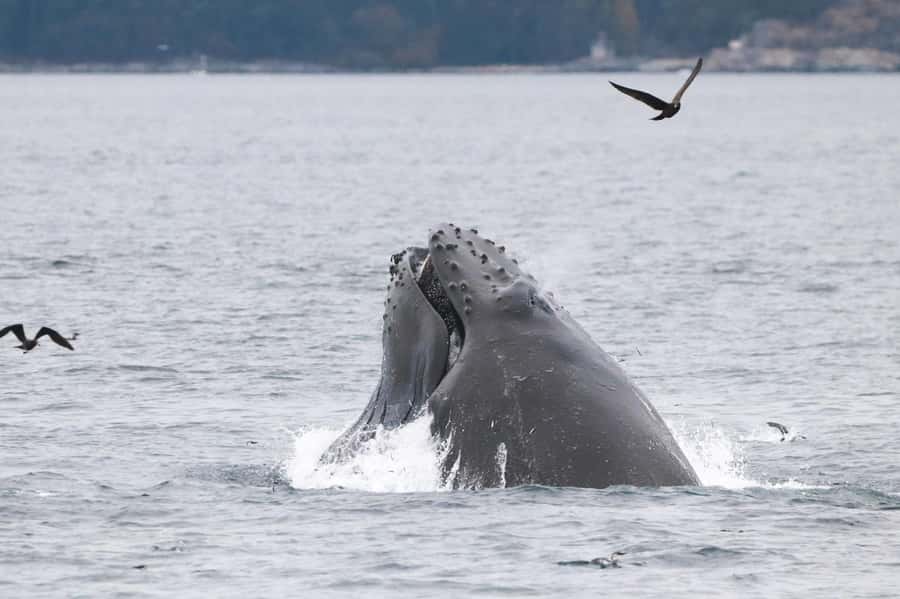 From Victoria: Whale Watching Marine Wildlife Excursion - Three hours, $113, and the real value
