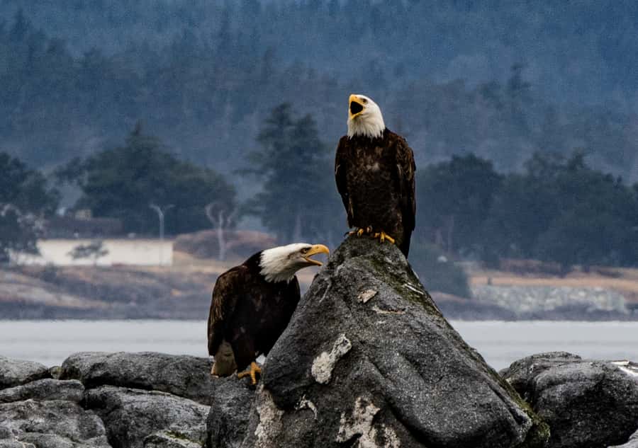 From Victoria: Whale Watching Marine Wildlife Excursion - Comfort, safety, and who should skip it