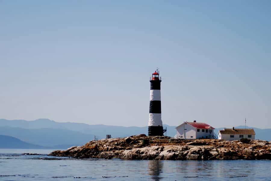 From Victoria: Whale Watching Marine Wildlife Excursion - Why the Zodiac changes the experience
