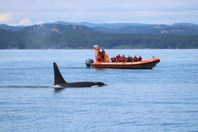 From Victoria: Whale Watching Tour by Zodiac Boat - Key points to know before booking