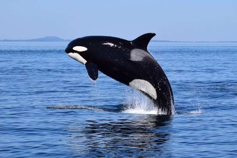 From Victoria: Whale Watching Tour by Zodiac Boat - A Zodiac start at Victoria’s Inner Harbour