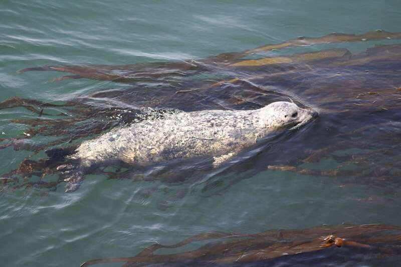 From Victoria: Whale Watching Tour by Zodiac Boat - Watching whales without losing the story