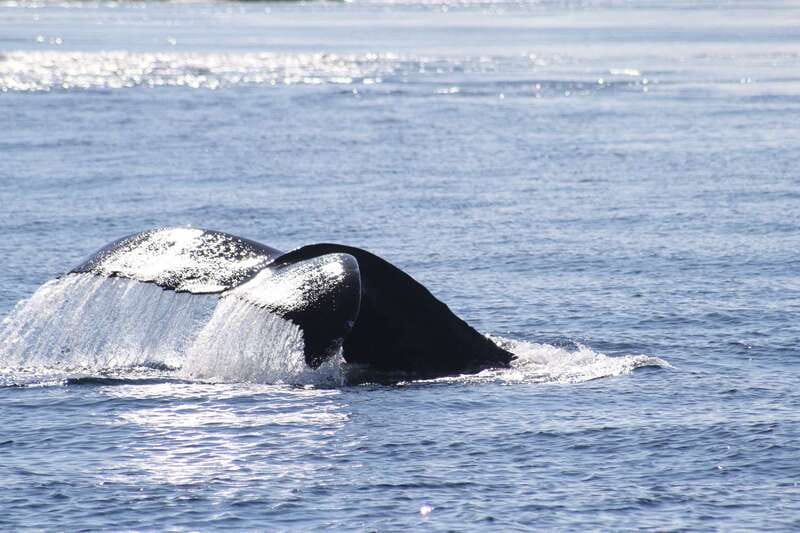 From Victoria: Whale Watching Tour by Zodiac Boat - Orcas, humpbacks, and the luck factor