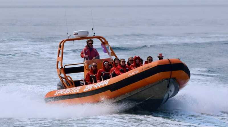 From Victoria: Whale Watching Tour by Zodiac Boat - Seals, sea lions, birds, and the rest of the cast