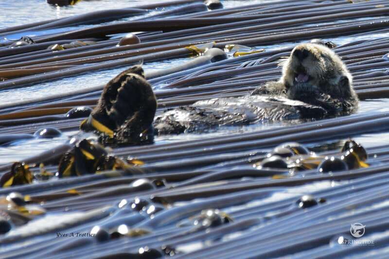 From Victoria: Whale Watching Tour by Zodiac Boat - How long the three-hour trip feels