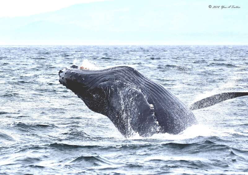 From Victoria: Whale Watching Tour by Zodiac Boat - What the flotation suit really means