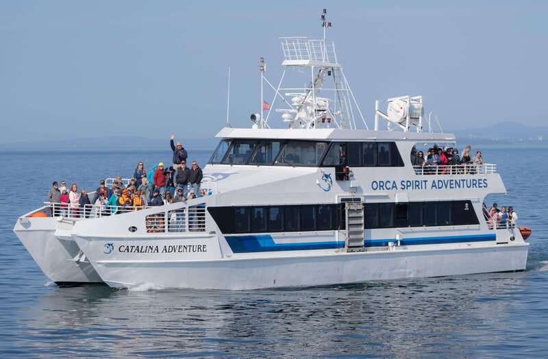 From Victoria: Whale Watching Trip on Covered Boat - Key points to know before you book
