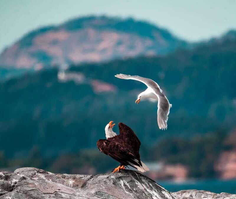 From Victoria: Whale Watching Trip on Covered Boat - Booking details worth keeping in mind
