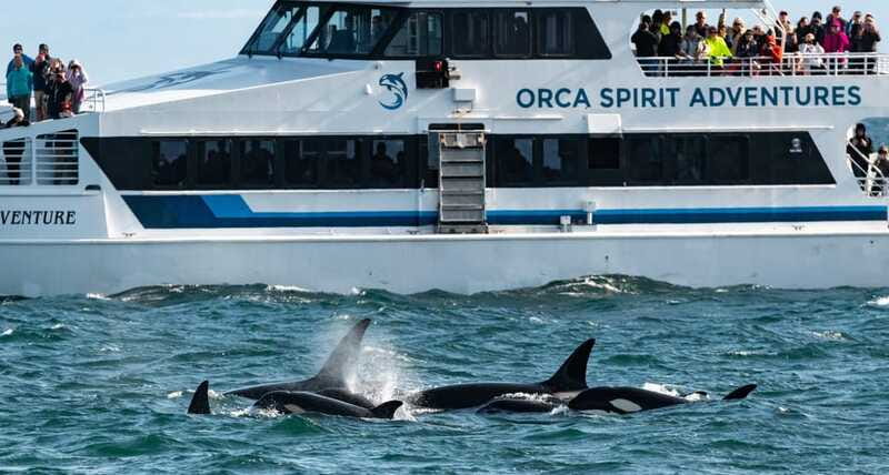 From Victoria: Whale Watching Trip on Covered Boat - Marine naturalists who make the trip more than a chase