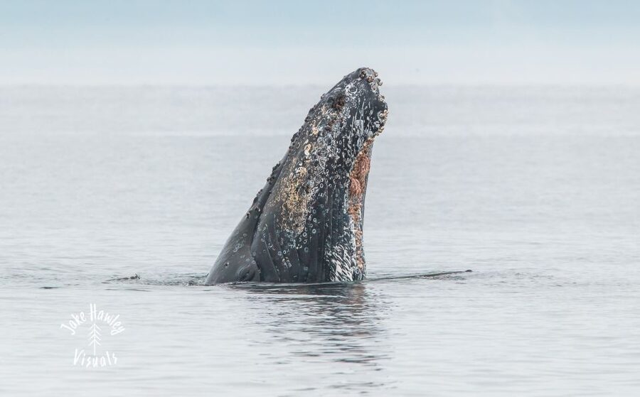 From Victoria: Whale Watching Trip on Covered Boat - Hot drinks, photos, and practical comfort