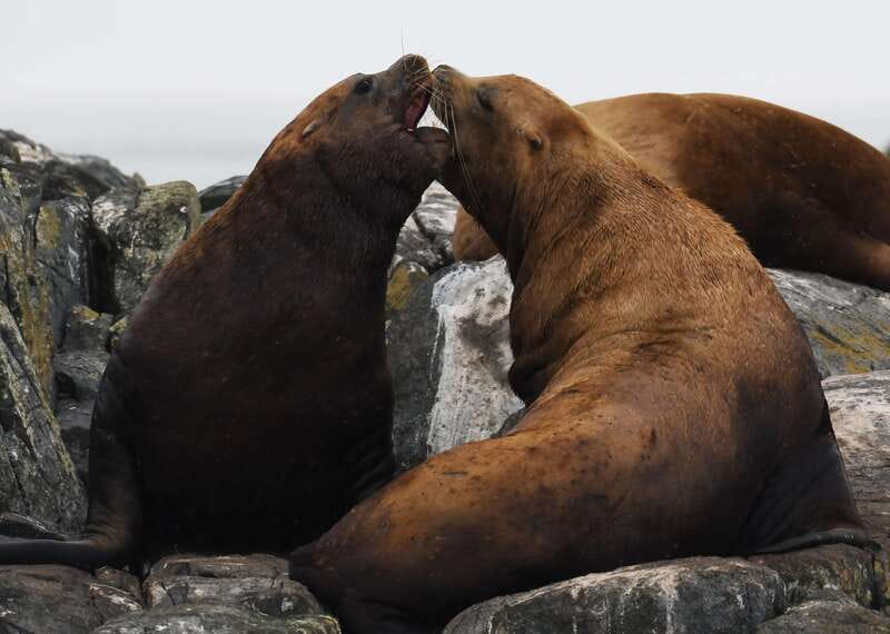 From Victoria: Whale Watching Trip on Covered Boat - How the three hours usually feel