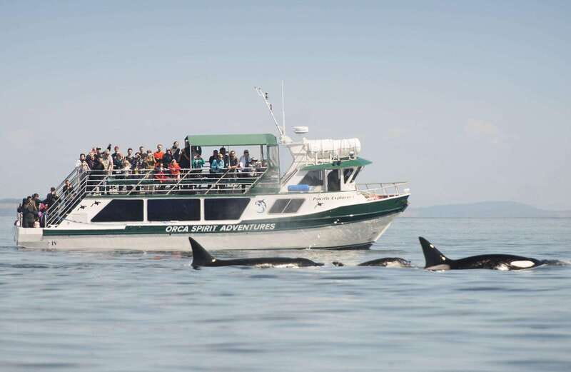 From Victoria: Whale Watching Trip on Covered Boat - The first search across the Salish Sea