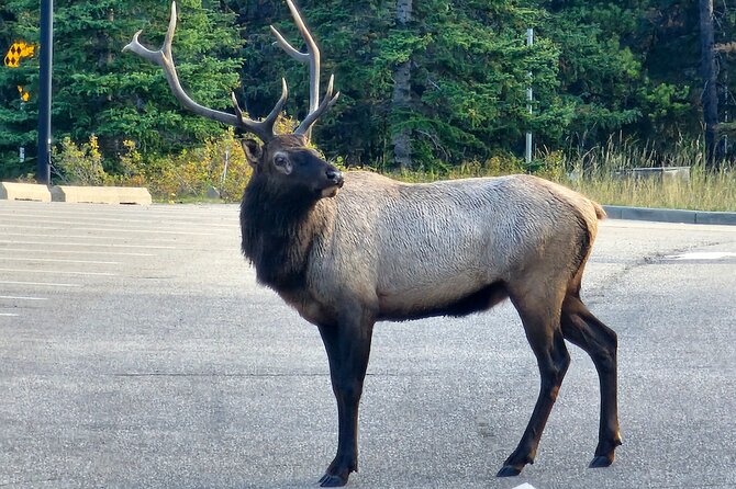 Full Day Private Tour Banff/Yoho Customized Sightseeing - Why this private Banff and Yoho day works