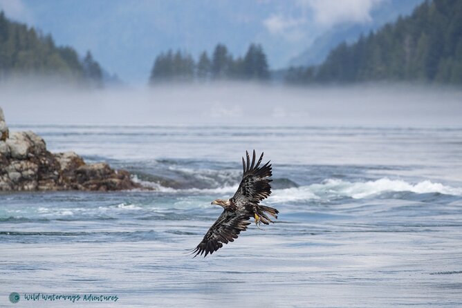 Full Day Whale Watching Campbell River - Why this is more than a standard whale cruise